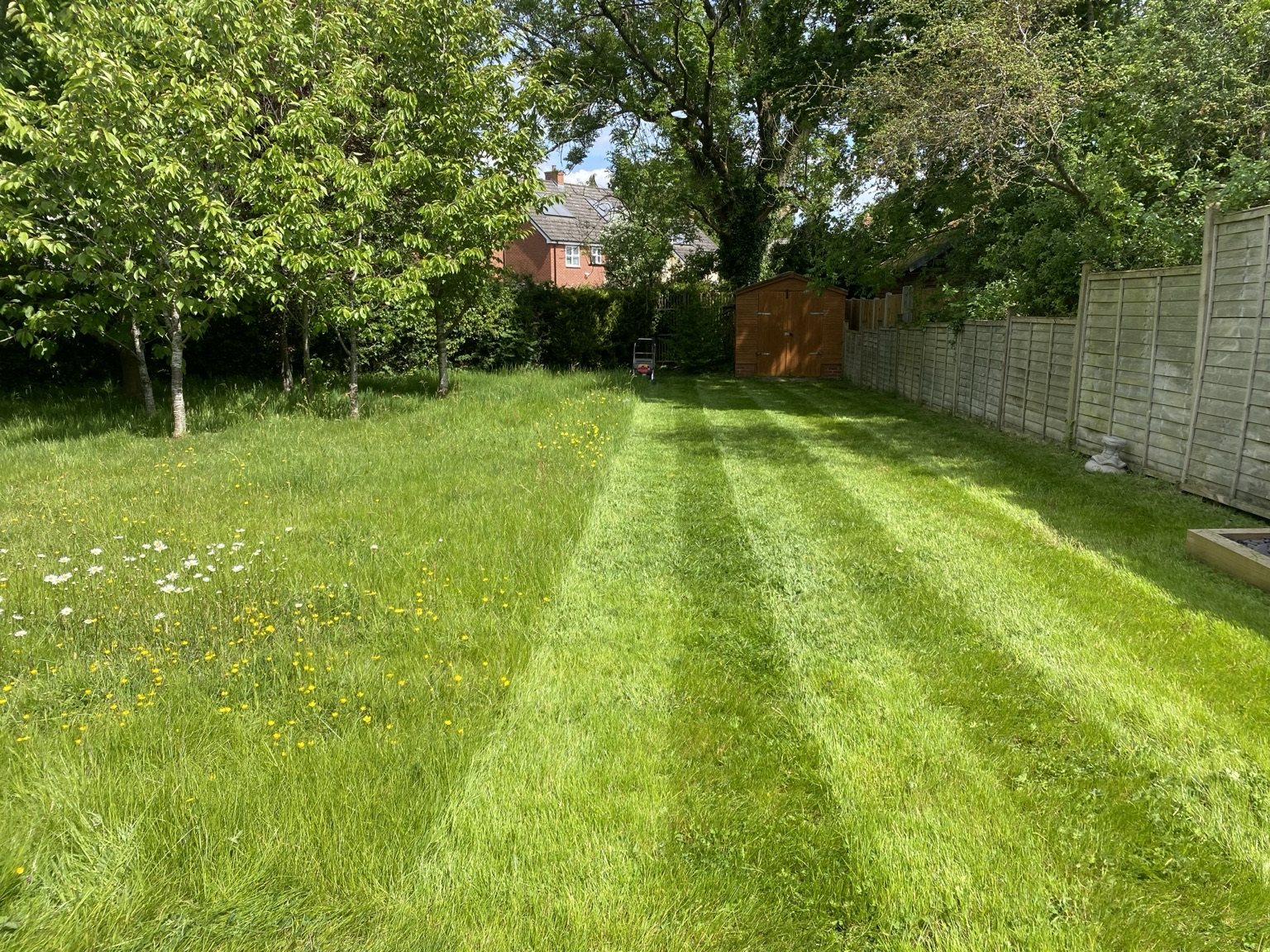 Long grass before cutting